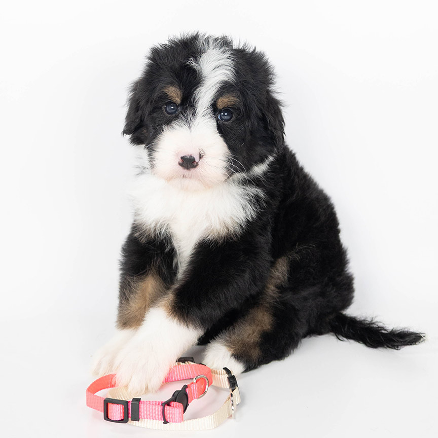 pink-dot-bernedoodle