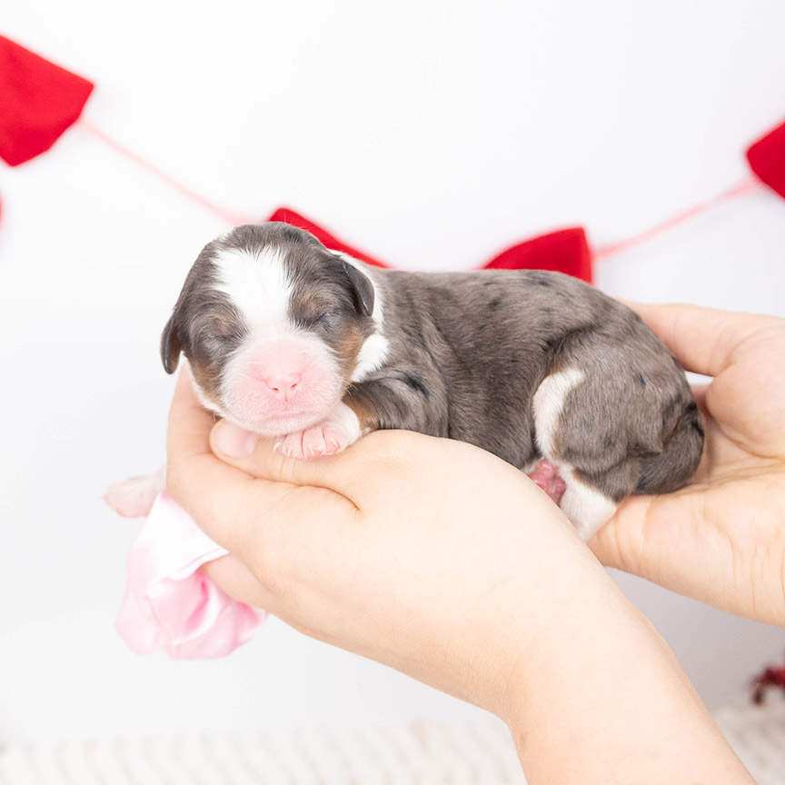 pink-female-bernedoodle