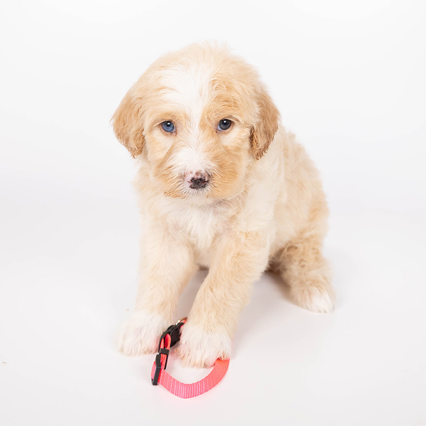 pink-girl-bernedoodle