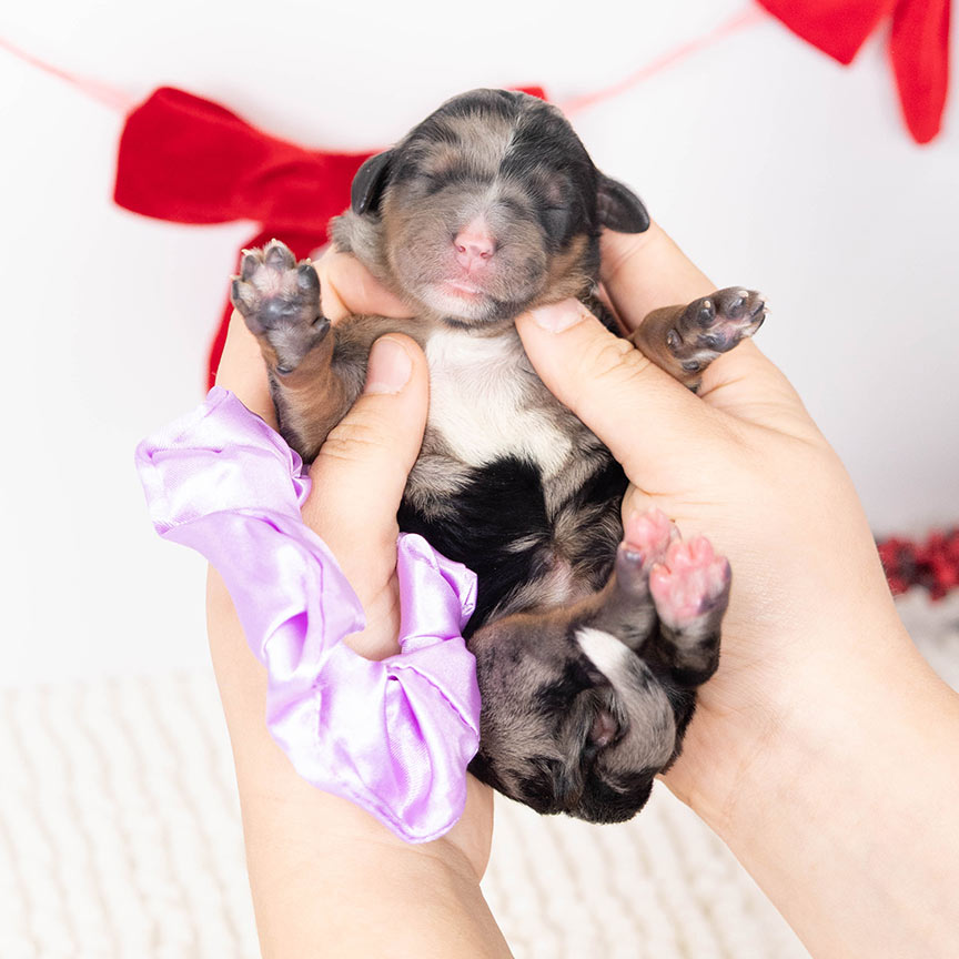 purple-female-bernedoodle