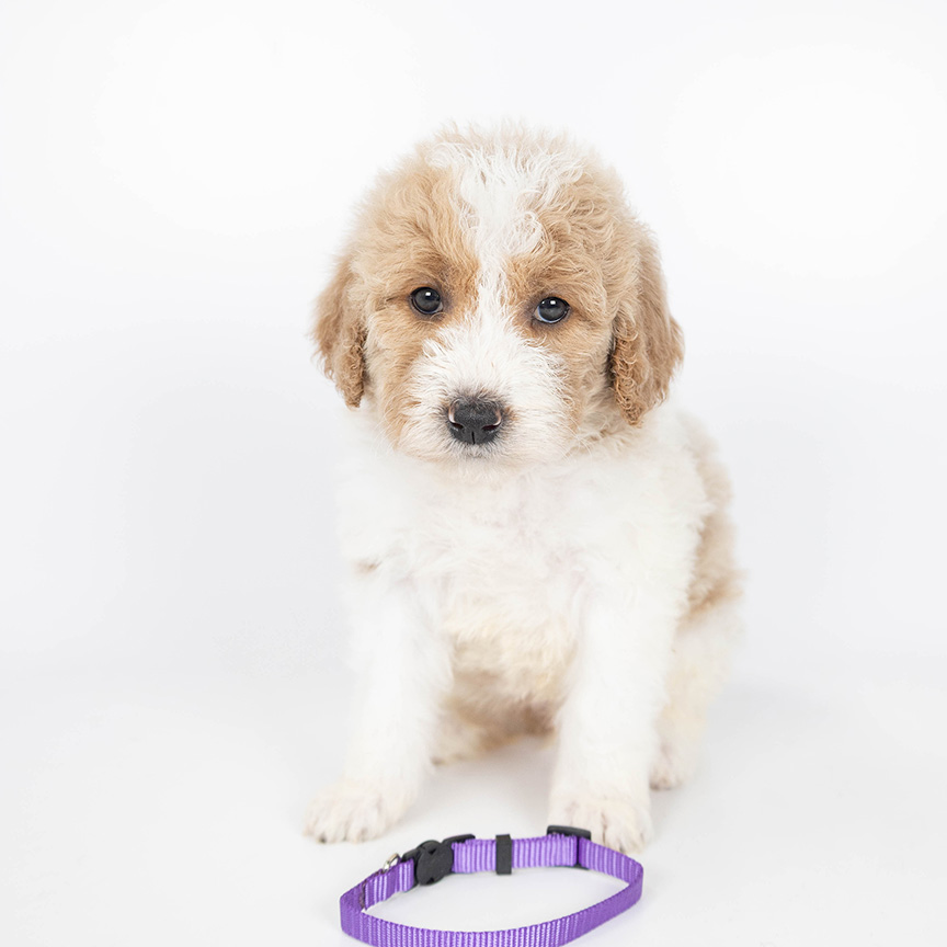 purple-girl-bernedoodle