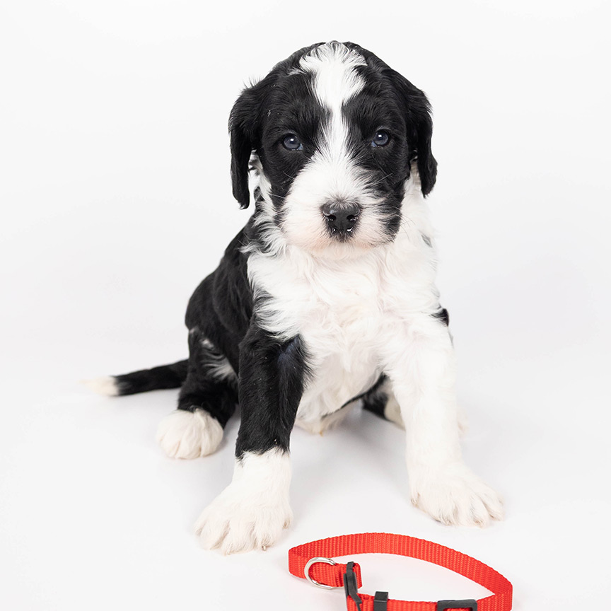 red-boy-mini-goldendoodle