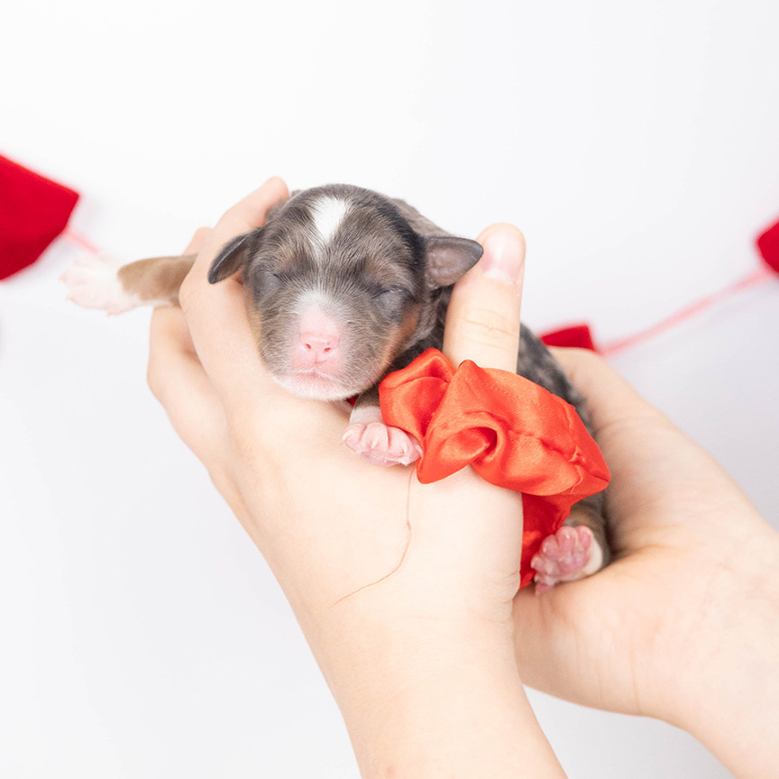 red-male-bernedoodle