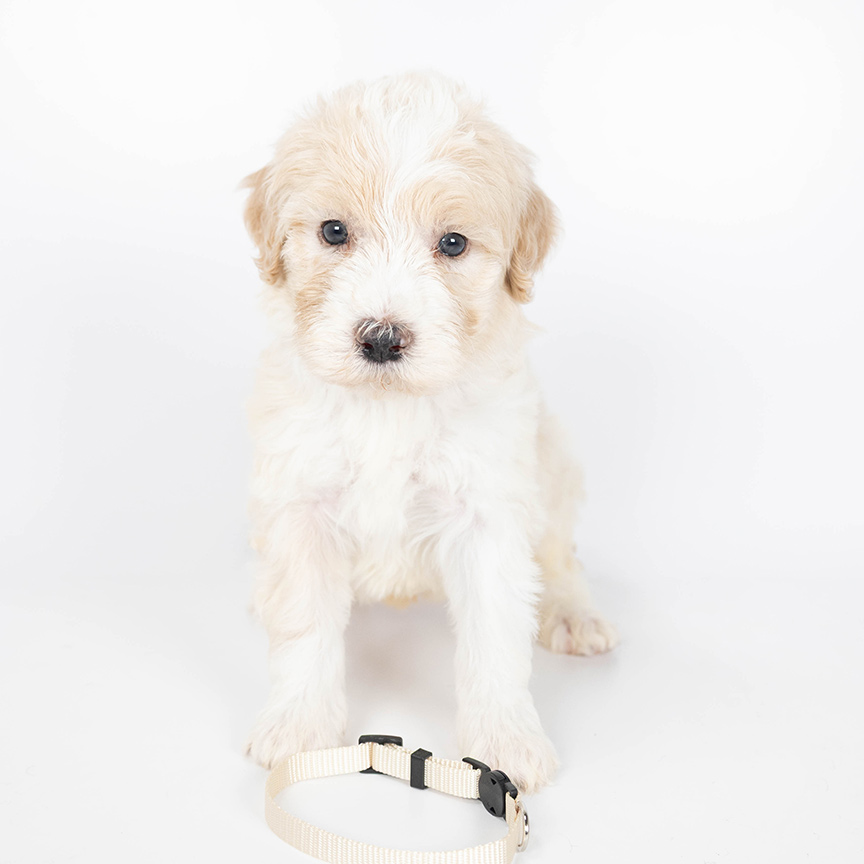 white-boy-bernedoodle