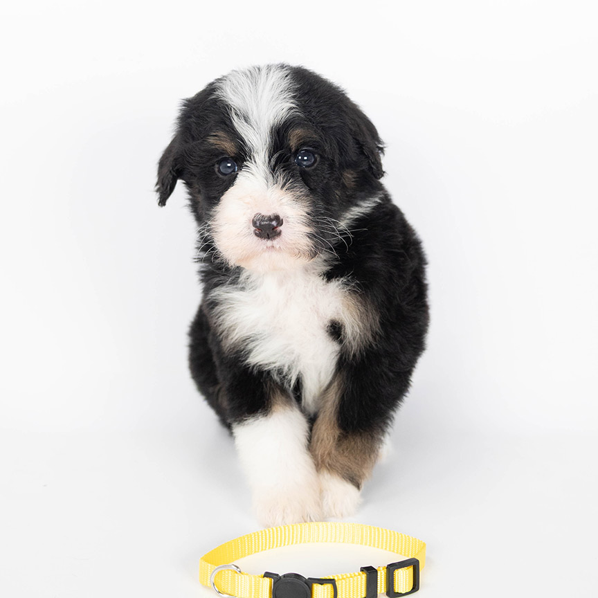 yellow-girl-bernedoodle