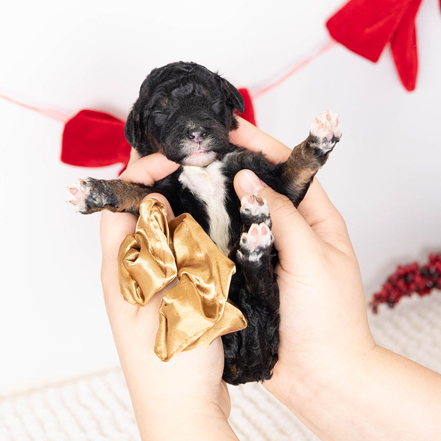 z-brown-male-bernedoodle