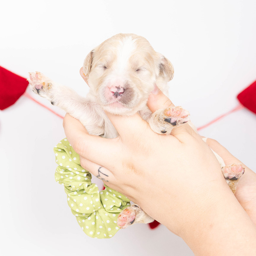 z-green-dot-male-bernedoodle