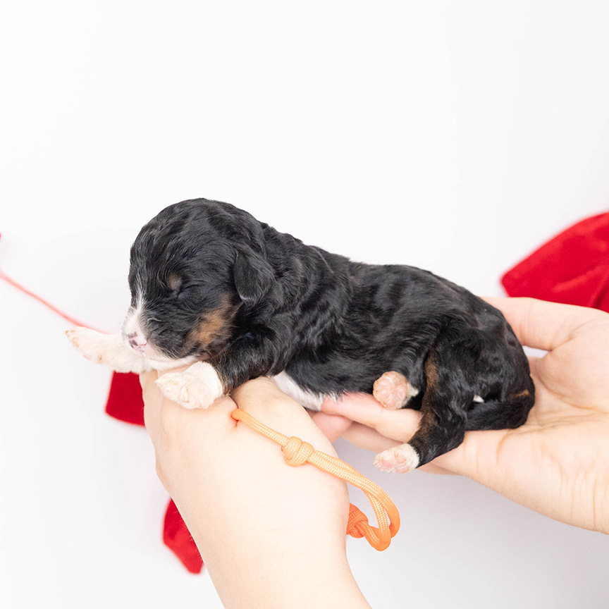 z-orange-male-berendoodle