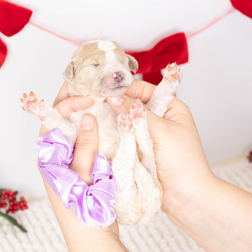 z-purple-female-bernedoodle