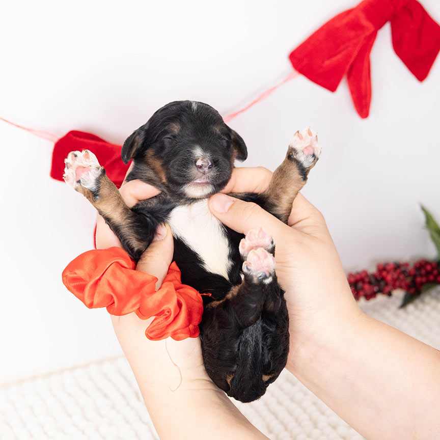 z-red-male-bernedoodle