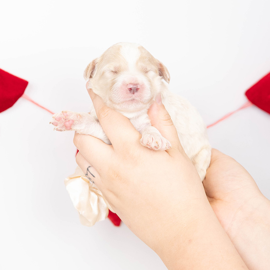 z-white-male-bernedoodle