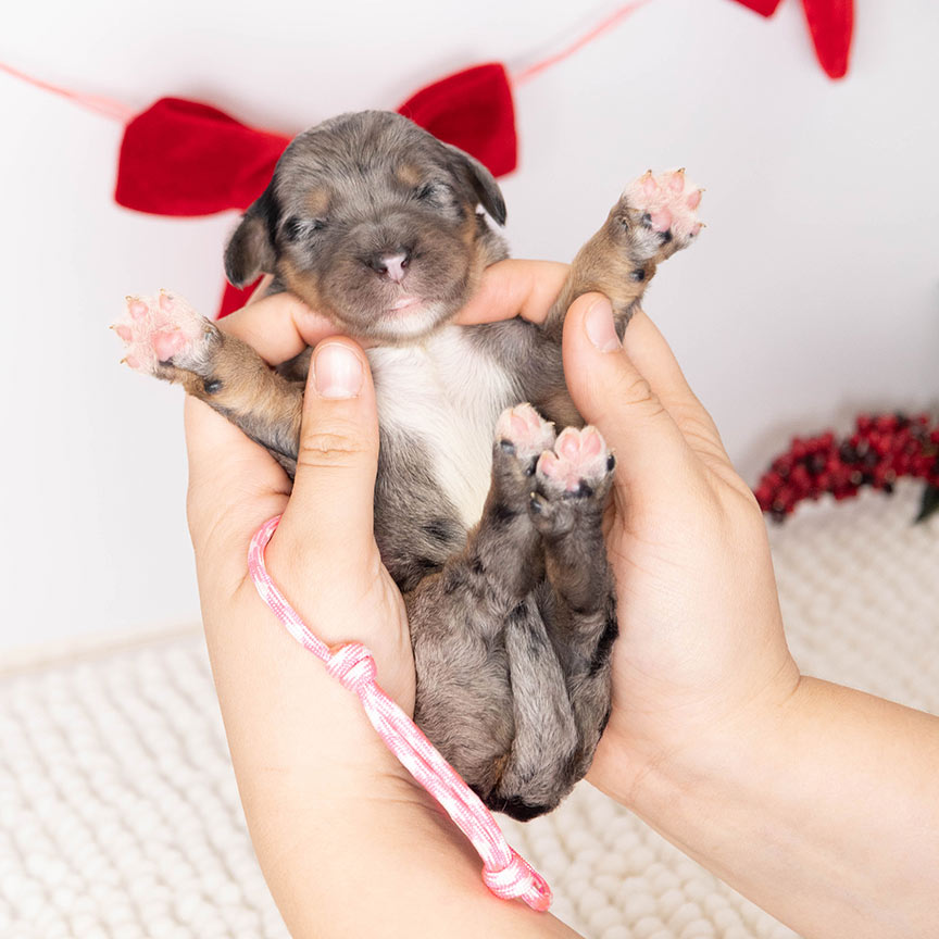 zinny-pink-female-bernedoodle