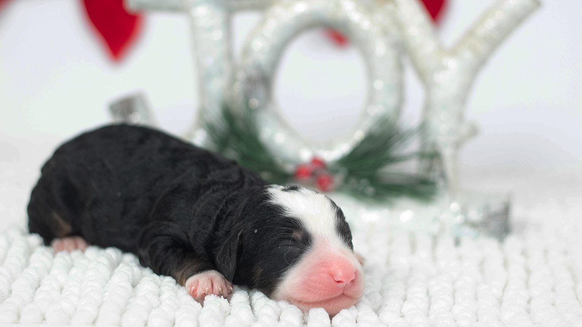 Doodle puppy from double U doodles sleeping in a white background with a "JOY" sign
