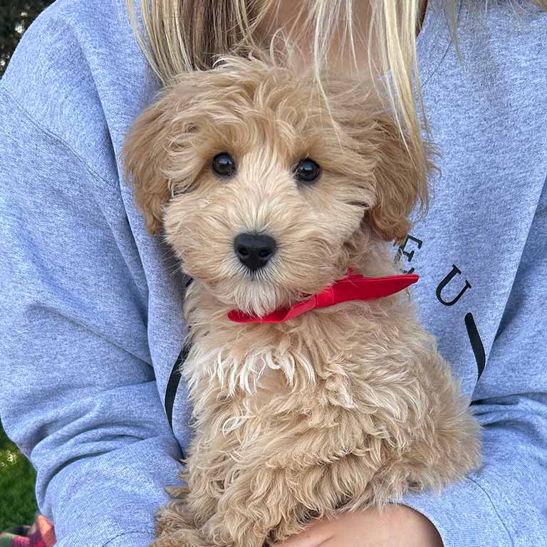 Young woman holding a Christmas puppy with a red bow