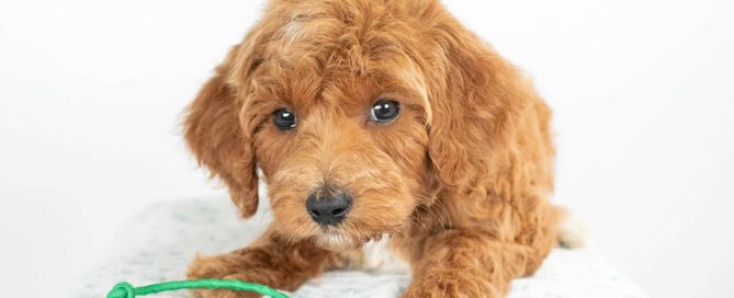 Doodle showing dog communication signs, relaxed with ears resting