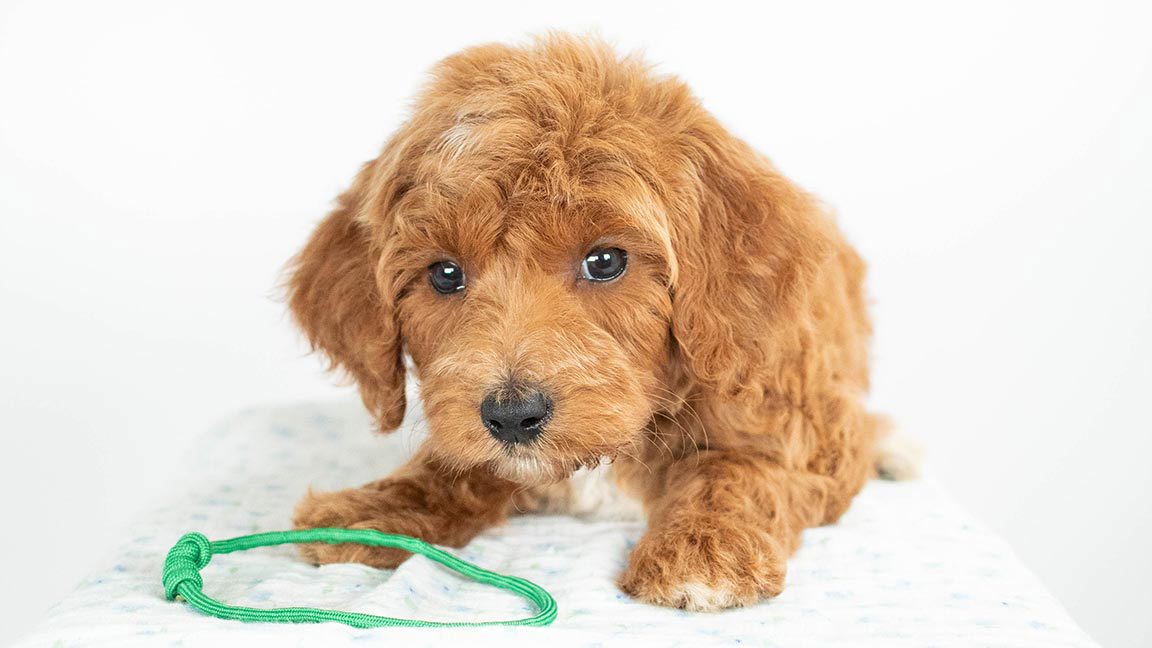 Doodle showing dog communication signs, relaxed with ears resting