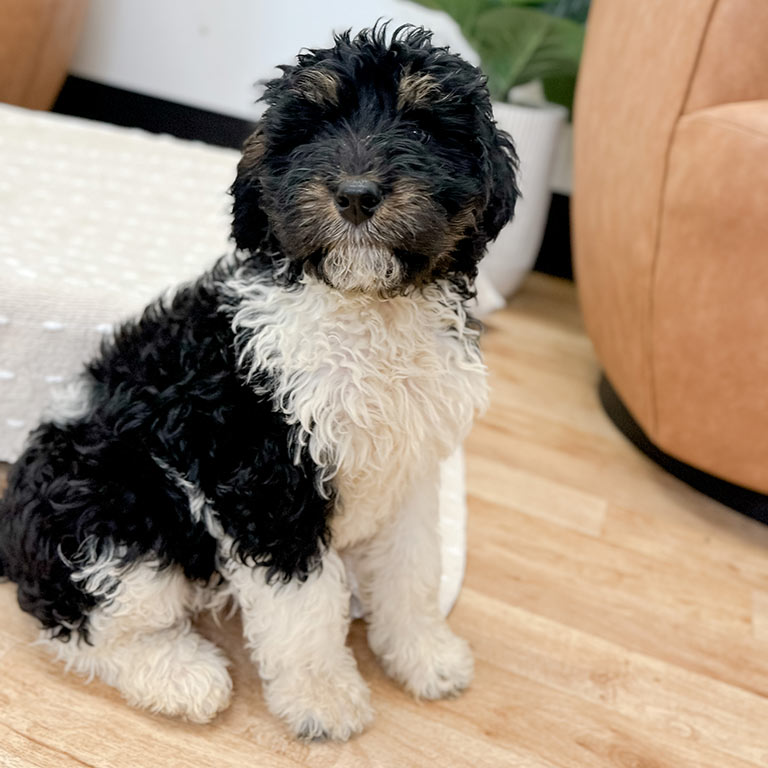 Black and white Bernedoodle dog
