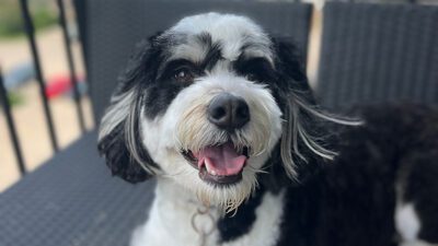 Dog Communication 101: How to Read Your Pet’s Face and Posture