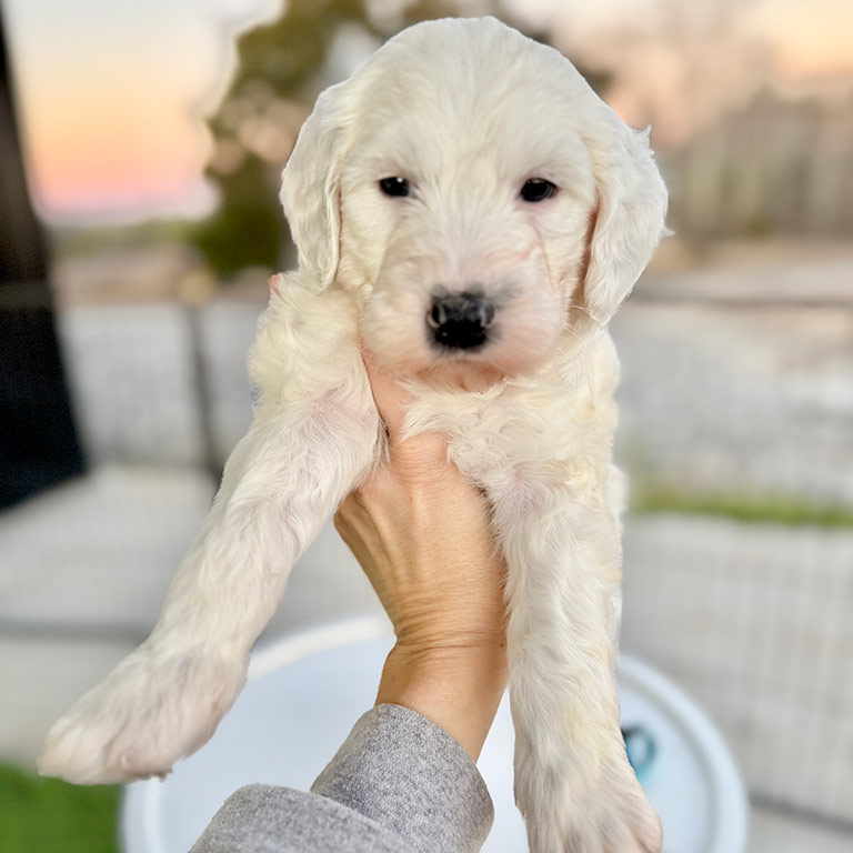 White doodle puppy being lifted in the air