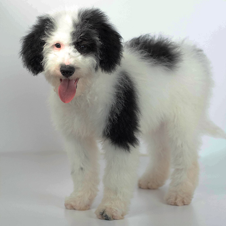 Adult sheepadoodle with good paw care