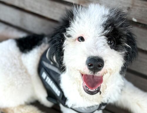 Dog Paw Care: Seasonal Tips for Healthy, Happy Feet