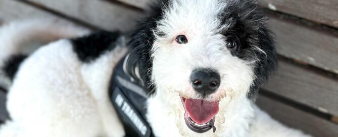 Black and white sheepadoodle dog