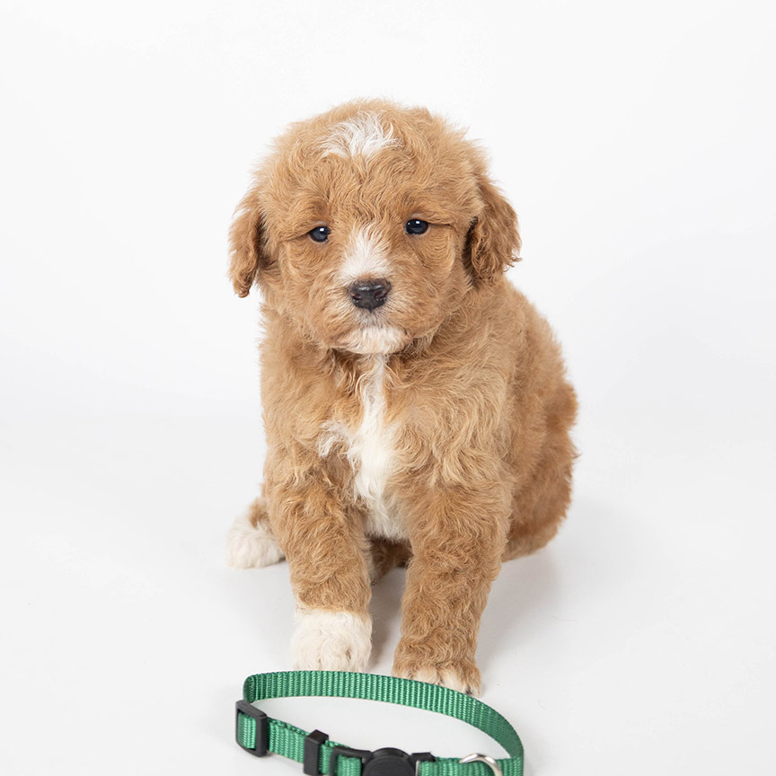 Photo-Nov-26-2025,-12-32-57-PM Puppy for sale at double U Doodles