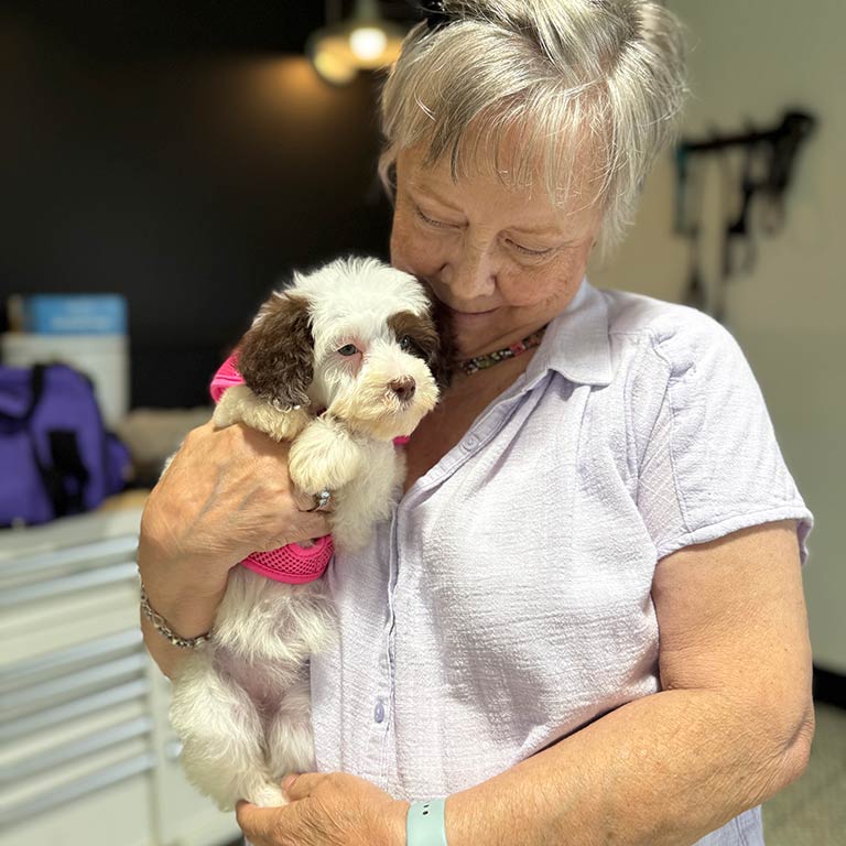 Woman holding a white and brown Sheepadoodle puppy in her arms 