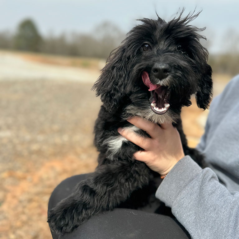 Black Sheepadoodle sitting on the owner's lap, with his tongue out.