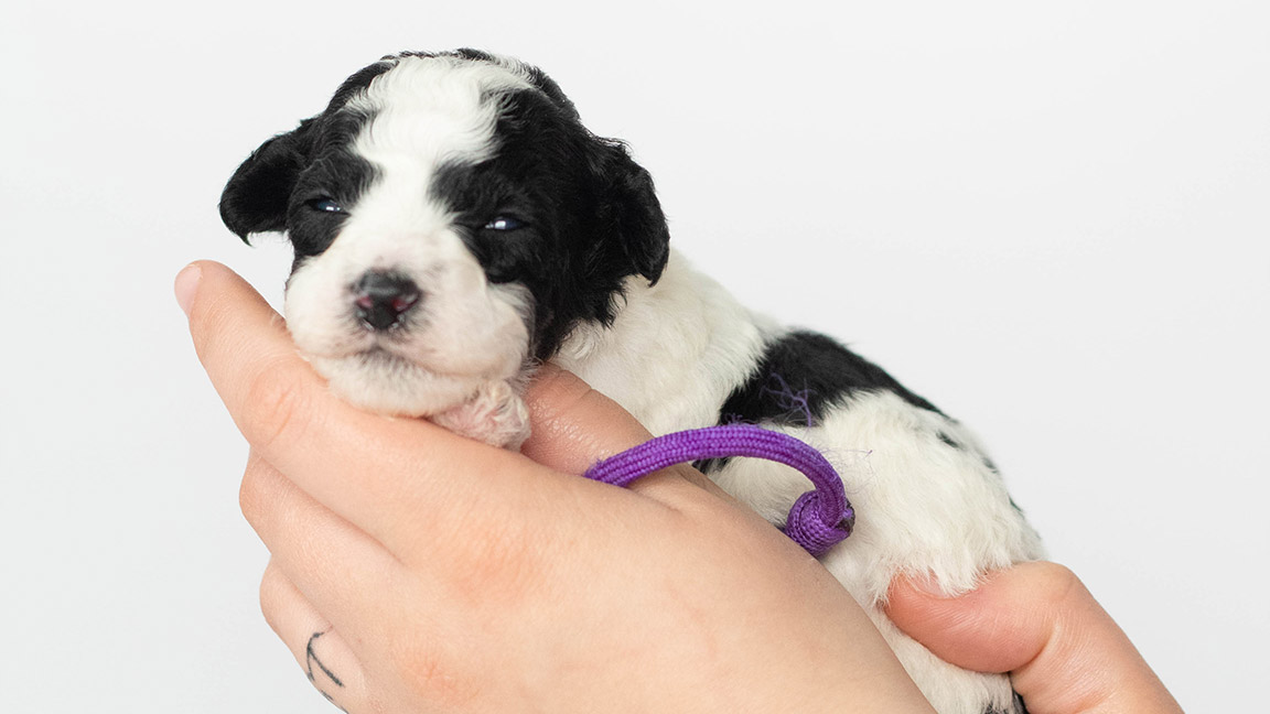 Black and white Sheepadoodle puppy for sale at Double U Doodles, being held in a hand next to a purple collar