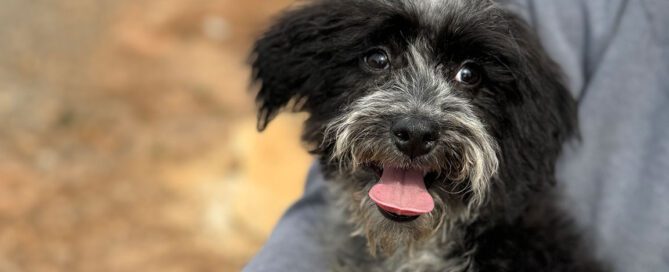 Black and white Sheepadoodle with his tongue out