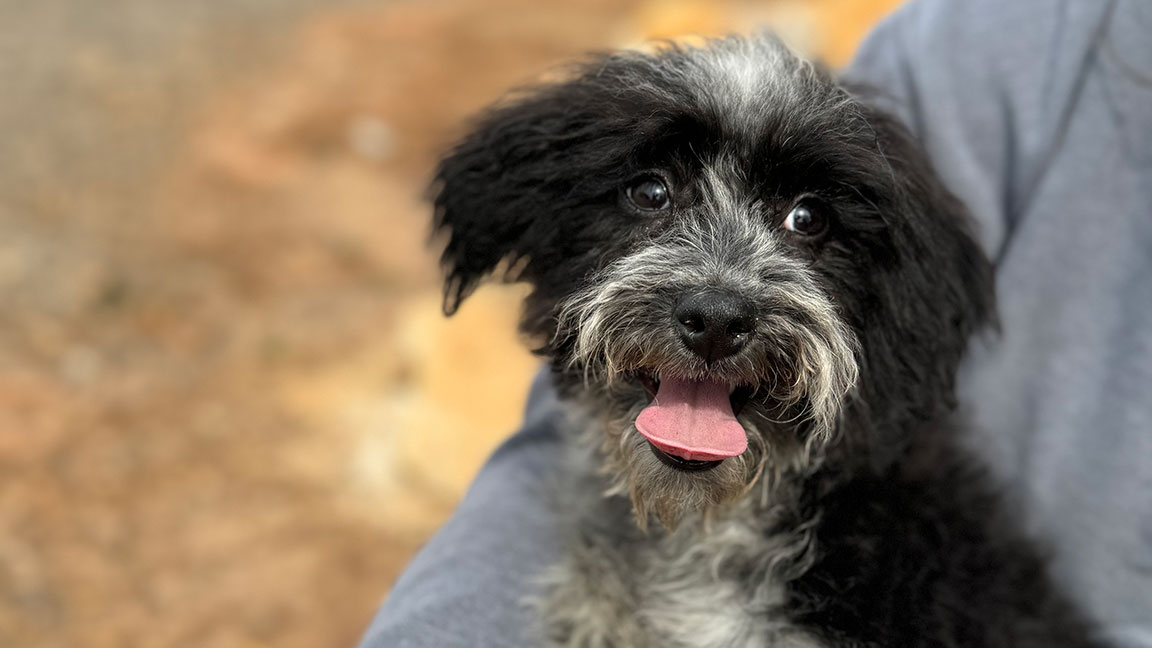 Black and white Sheepadoodle with his tongue out