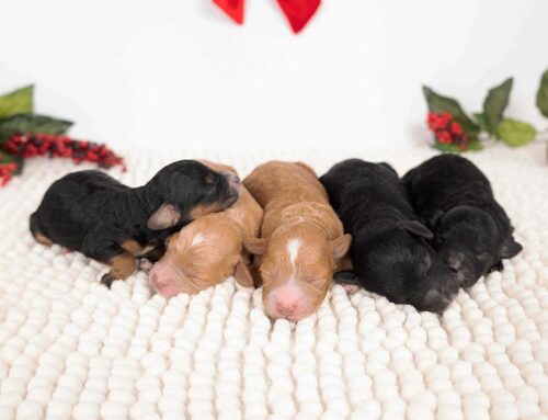 Why Do Dogs Dream? Understanding Canine Sleep Science