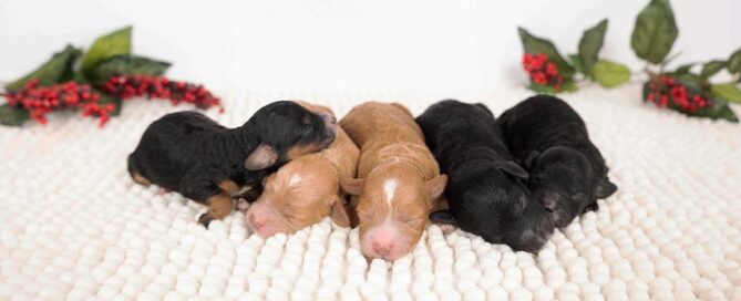 Goldendoodle puppies sleeping together on a white blanket