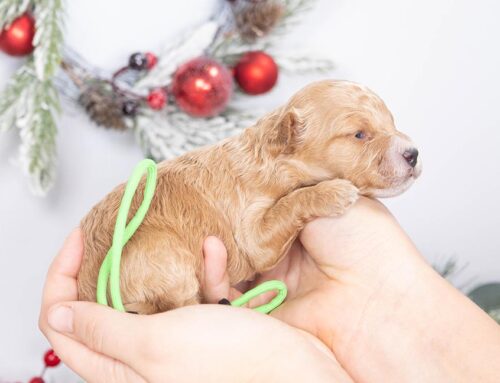 How Often Should You Bathe a Doodle? The Truth About Grooming Frequency