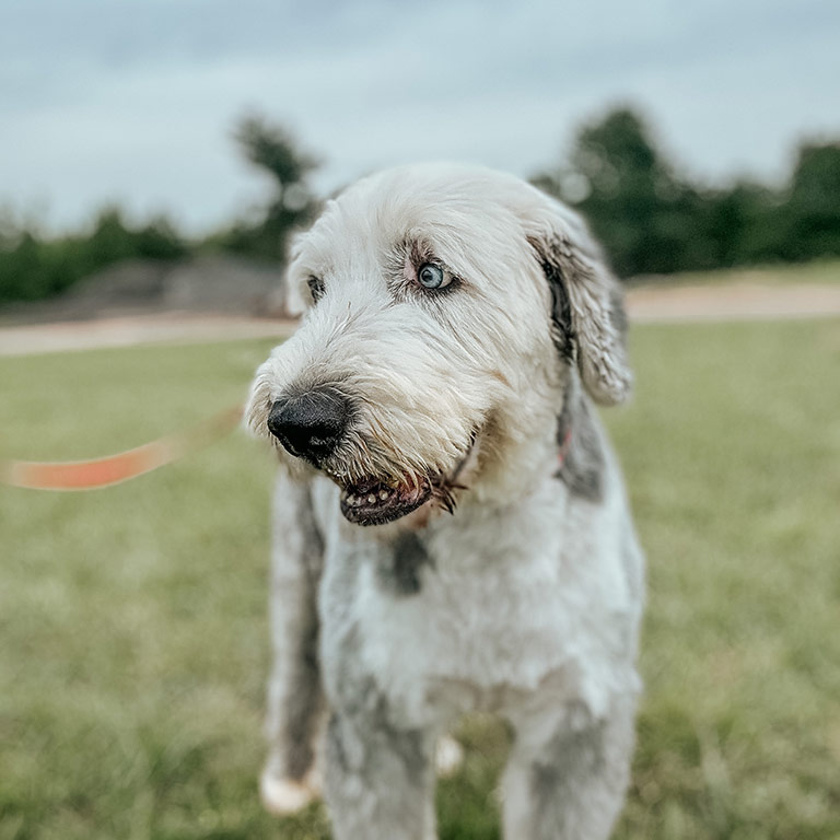 White Doodle standing on a field