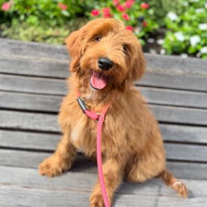 Light brown Goldendoodle dog with a pink collar