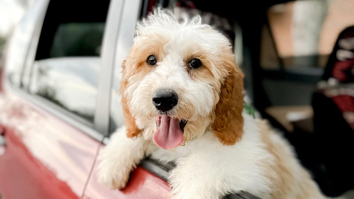 Doodle hanging at the window of a car with his tongue out