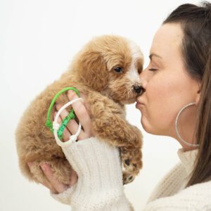 New dog owner kissing her doodle puppy