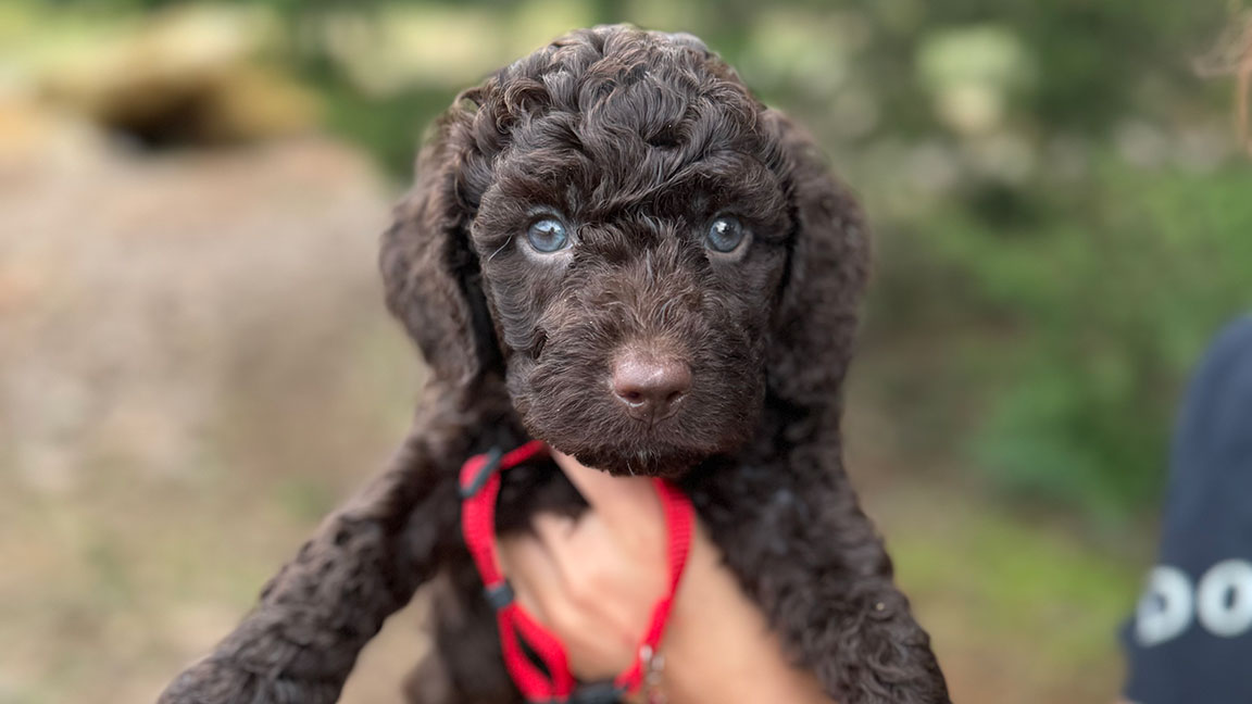 Brown doodle puppy being carried with a red collar