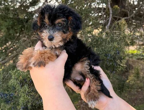 Do Doodles Get Along With Cats? Tips for Smooth Introductions