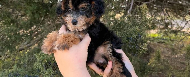 Bernedoodle puppy being held in the air by owner