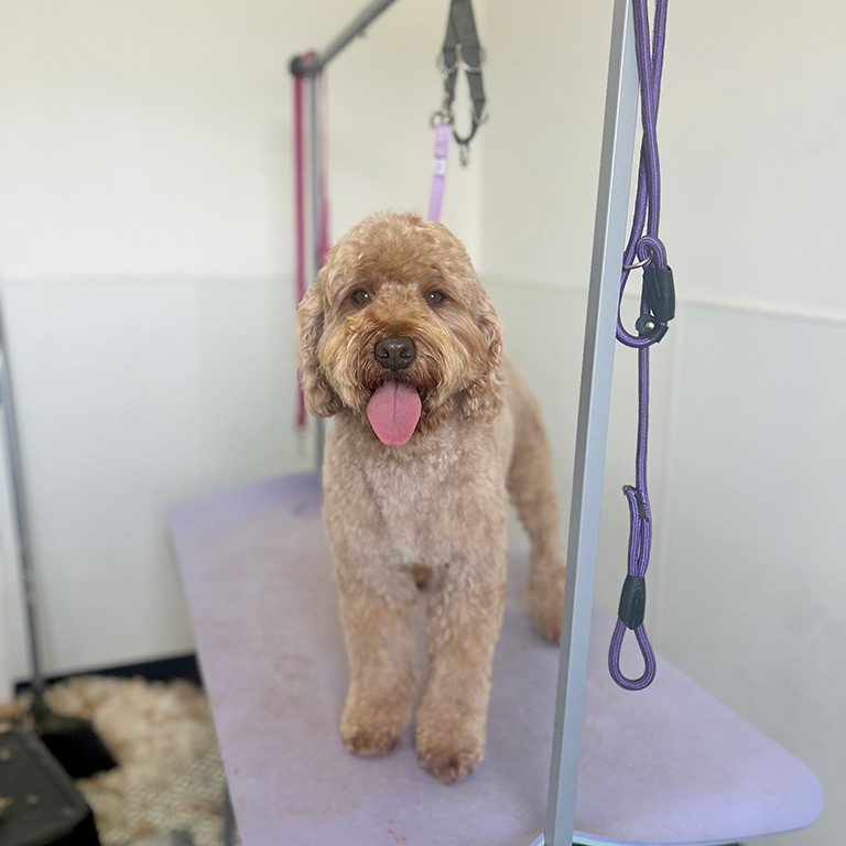 Goldendoodle getting ready for his grooming session, standing on the grooming table.