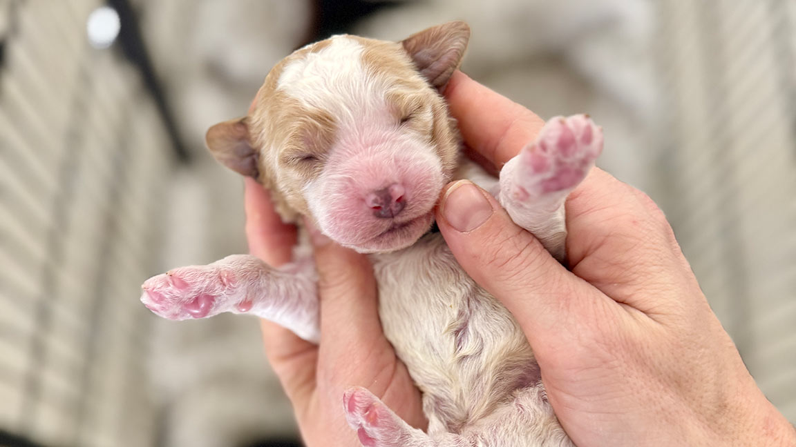Doodle puppy being stretched out, one of the first steps of puppy enrichment 