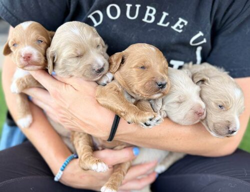 The Role of Puppy Enrichment in Puppy Development: Beyond Walks and Play