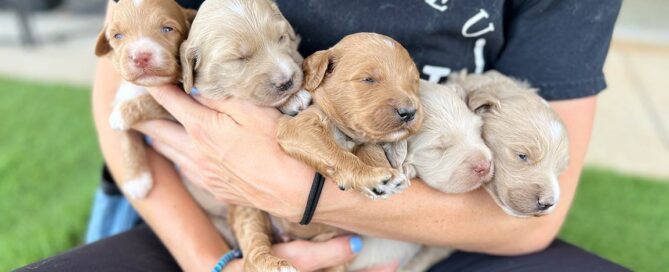 Trainer with a Double U Doodles shirt holding four doodle puppies in her arms