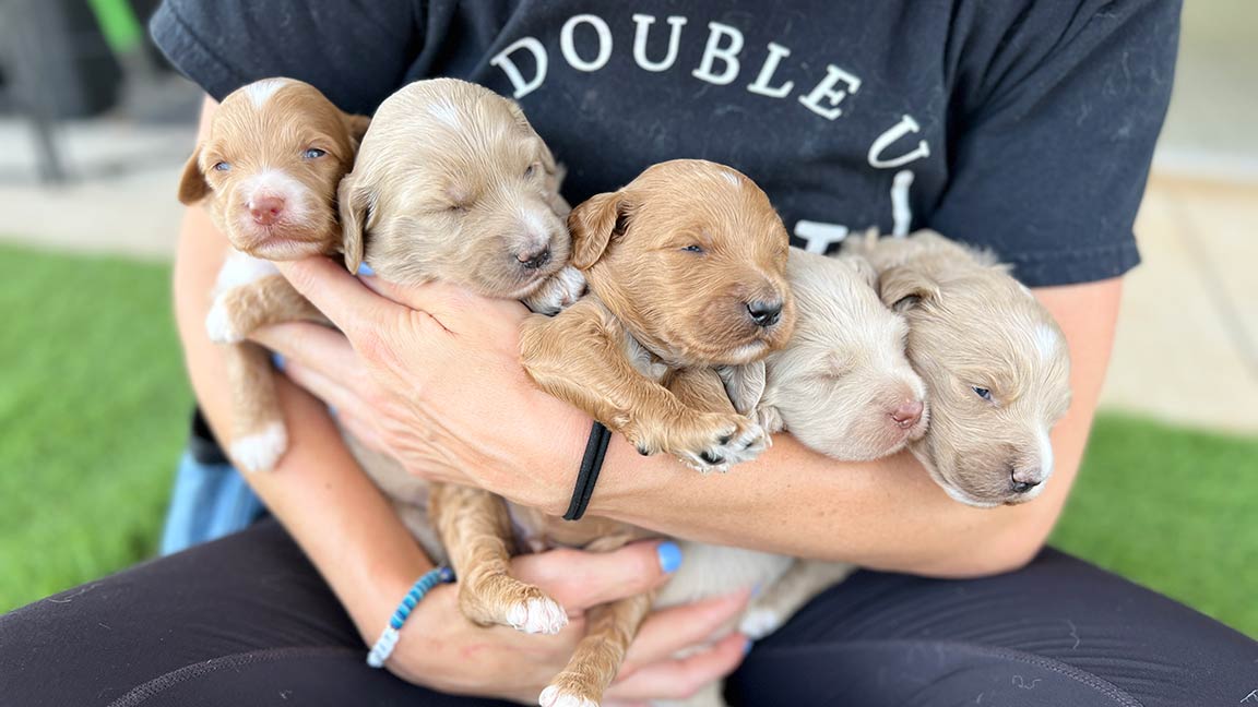 Trainer with a Double U Doodles shirt holding four doodle puppies in her arms