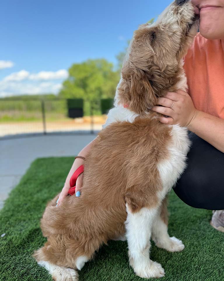 Brown and white doodle kissing her owner, who is wondering how to give her dog proper senior care for doodles