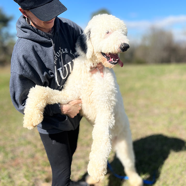 Trainer at Double U Doodles holding a white Doodle to help him stand up