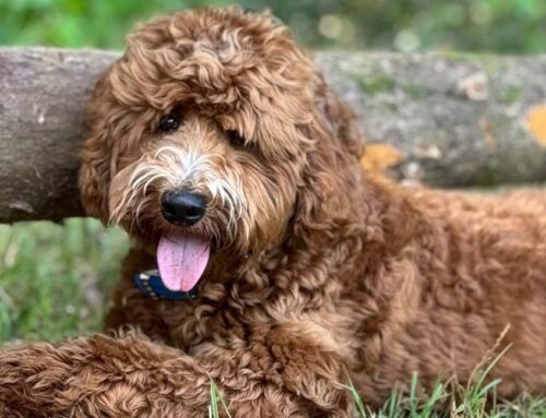 Mature and Senior Care for Doodles: What Changes at Age 7+